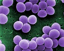 1. staphylococcus aureus