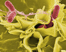 2. Salmonella enteridisis