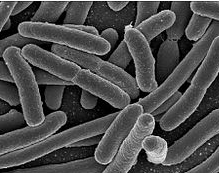3. Escherichia coli